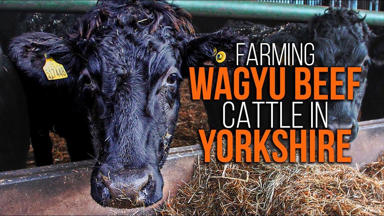 The World's Best Beef Comes from Yorkshire! | Farming Wagyu Beef Cattle in Yorkshire