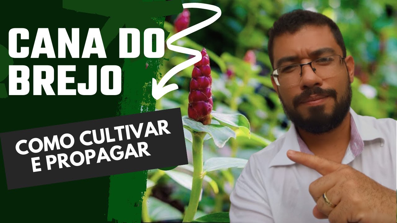 🌿 Cana do Brejo, cultivo e propagação