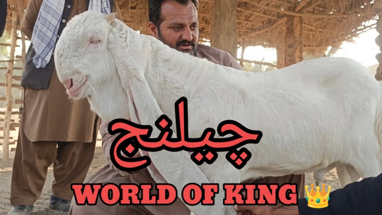 Open Challenge to all Gulabi Goats Shokeen | Complete Documentary 2025