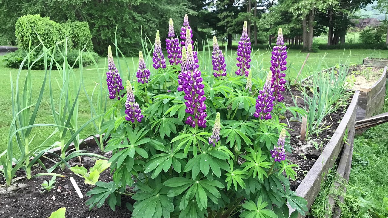 Mid-Summer Planting   Lupine