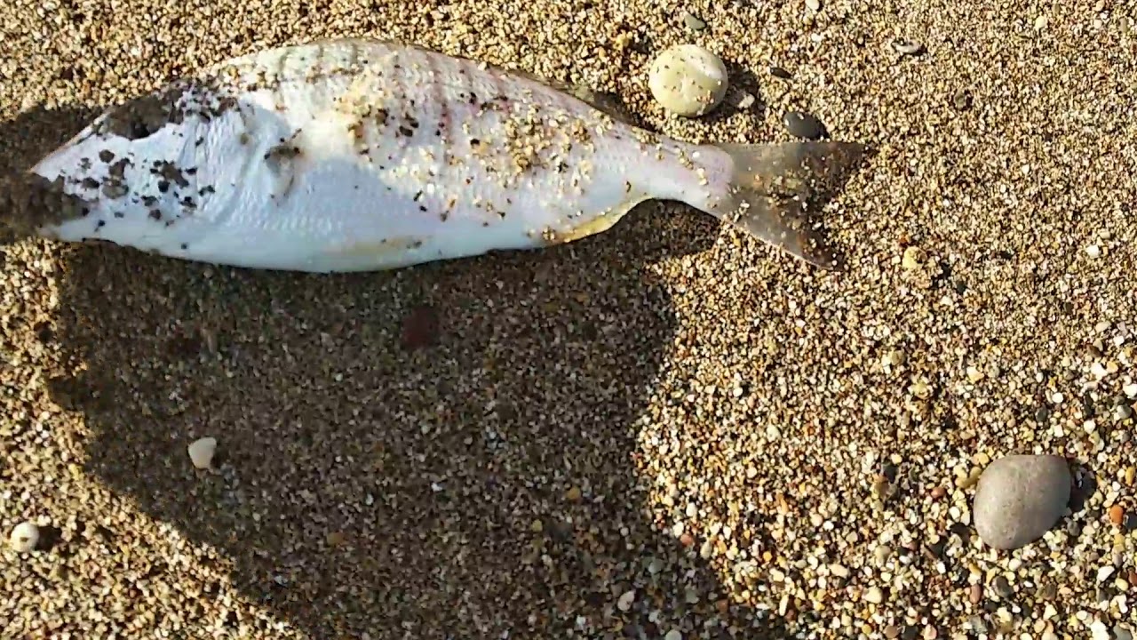 BEACH LEGERDING ΣΤΟ ΚΙΑΤΟ ΚΟΡΙΝΘΙΑΣ🐟