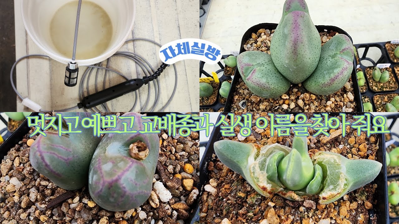 26년 3월10일 오전9시 봄 맞을 준비를 잘 해야지요  @@@ 봄준비 철저히 하세요 살균/살충 철저