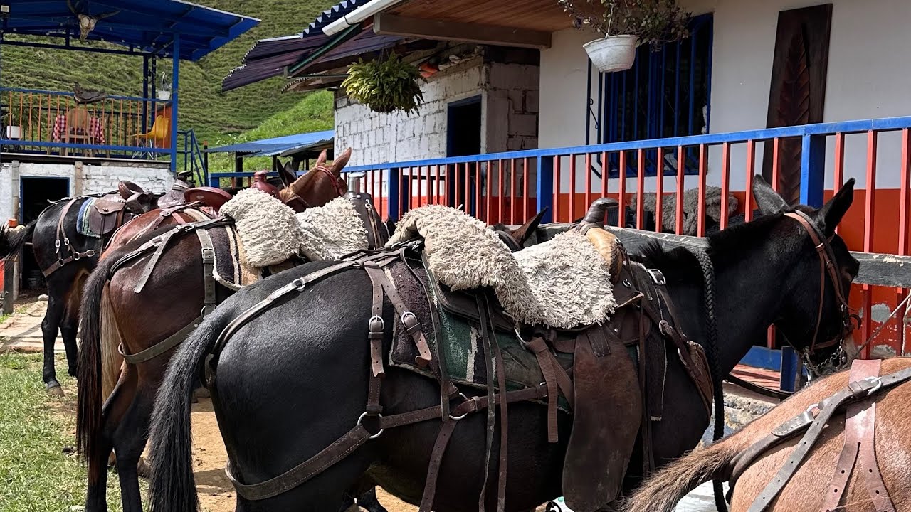 Cabalgata Ecologica Buenavista Quindio de Persecusion 