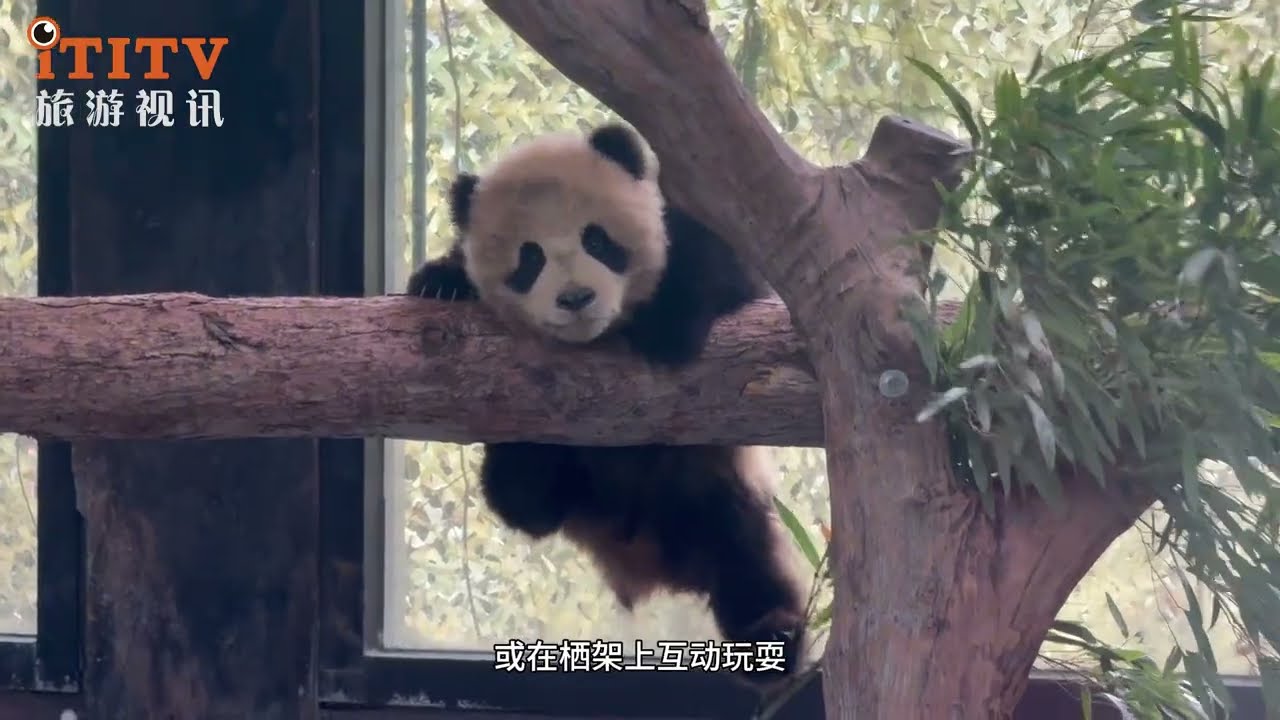 Giant panda twins to meet visitors at Shanghai Wild Animal Park 龙凤胎半岁大熊猫‘芊然’‘和“芊逸”春节在上海野生动物园与游客首次见面