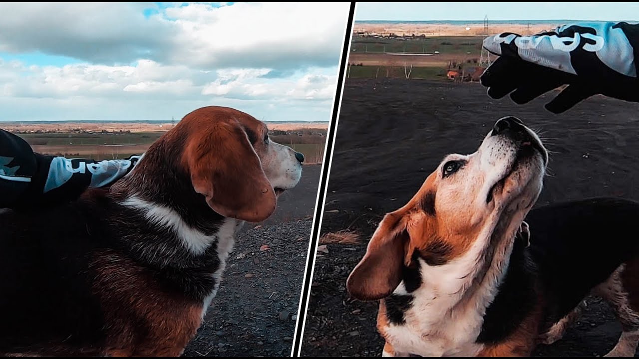 UN CHIEN PERDU SUR UN TERRIL !🐕🐶 VVTAE #1