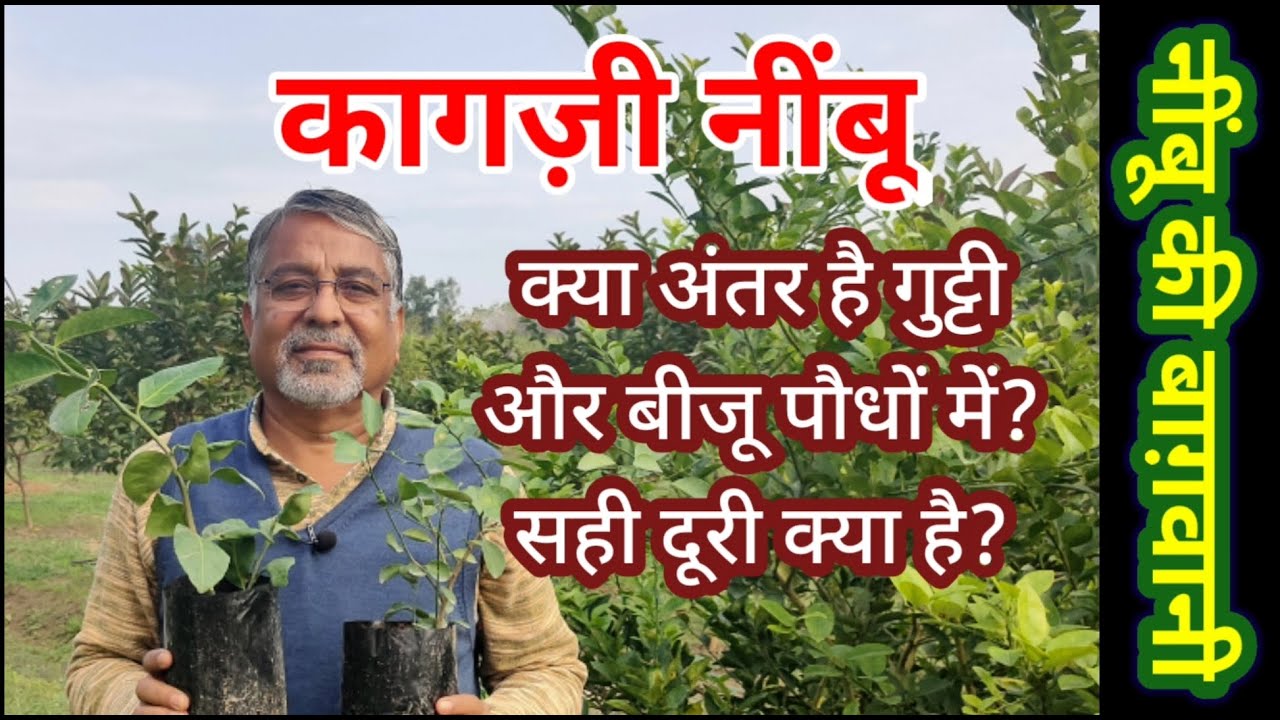 200. कागज़ी नींबू: कौन से पौधें और कितनी दूरी पर लगाए? Type and distance of acid lime plants