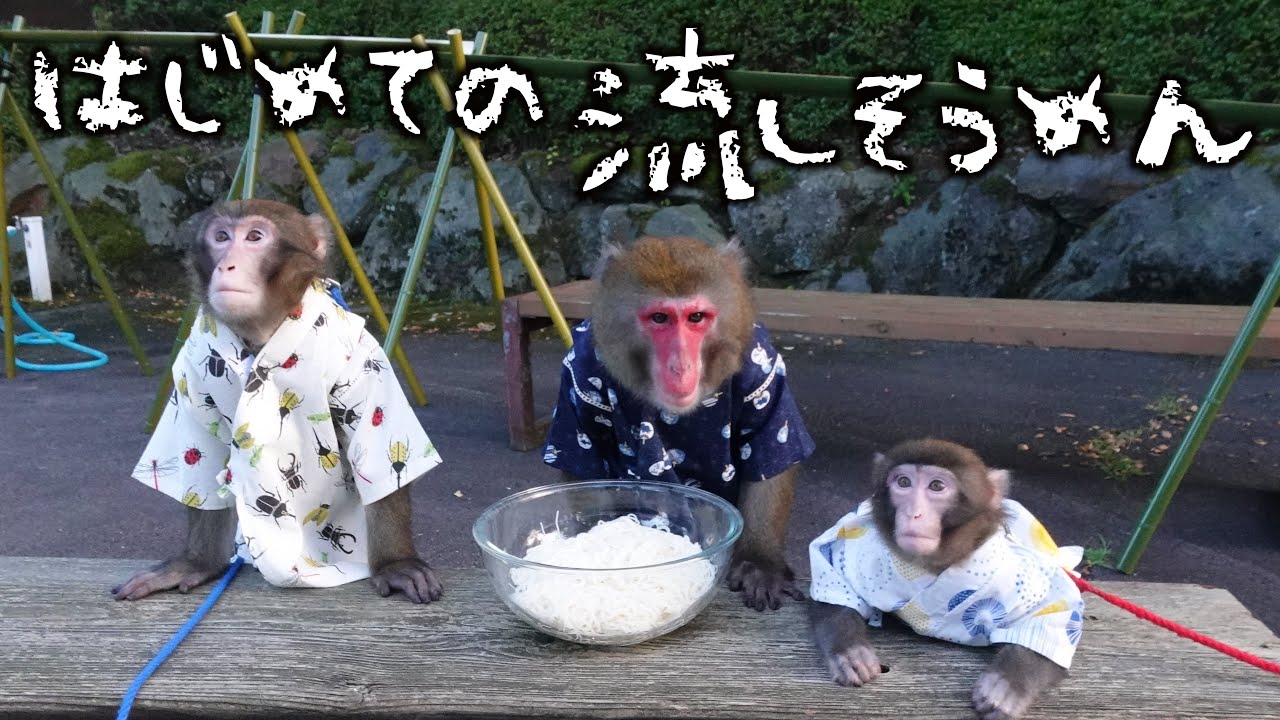 お猿さん3頭で流しそうめんに初挑戦！（大ゲンカになりました…）