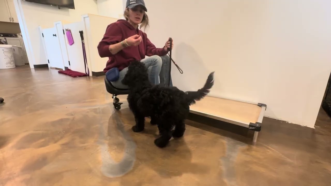 Melody gets Introduced to her “Place” command! 3.5.26