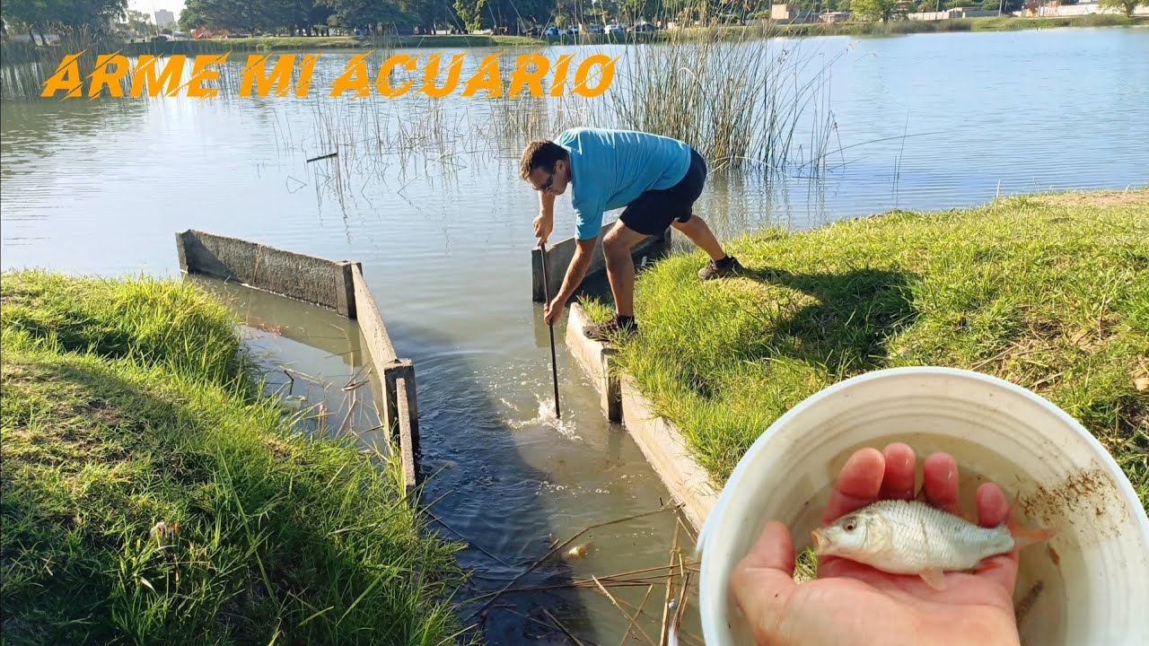 Armé un ACUARIO de cero con peces autóctonos □Pesca en arroyo y lago □Aquarium