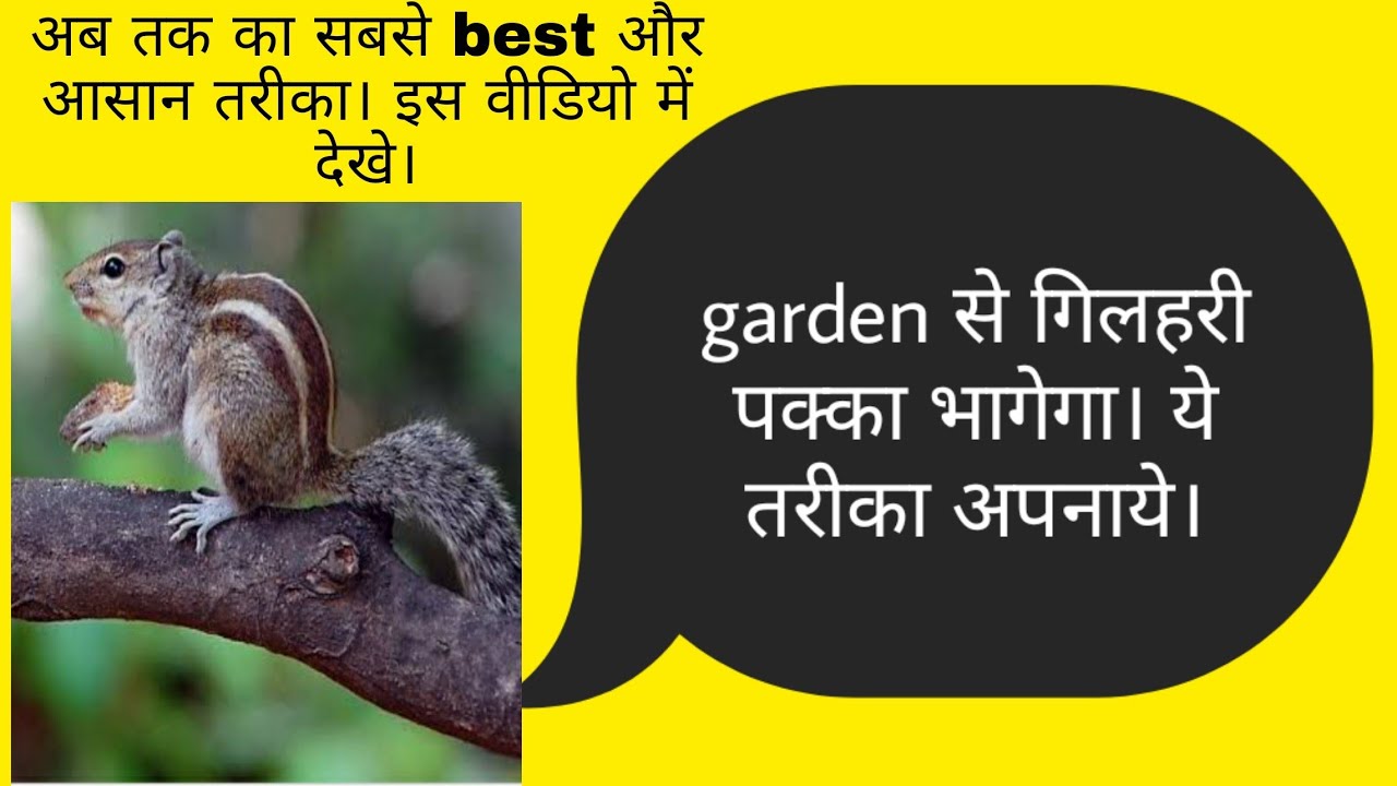 How to save garden from squirrel || बगीचे को गिलहरी से बचाने का रामबाण तरीका।।