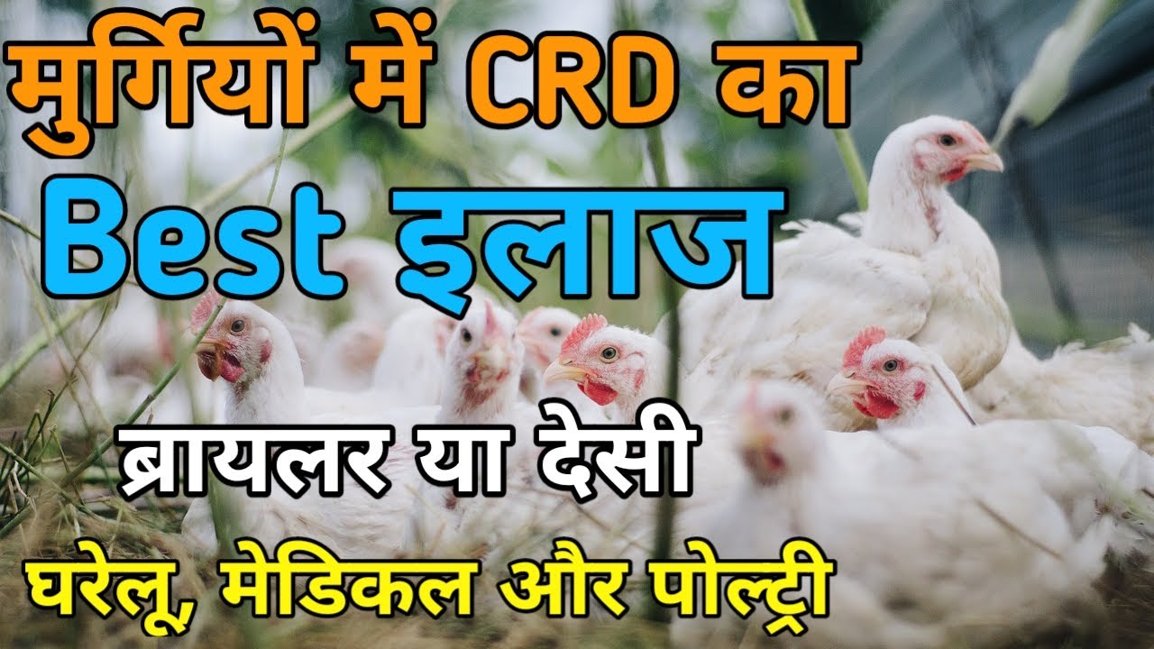 CRD disease treatment | CRD ka ilaaj | best treatment of CRD सीआरडी का घरेलू मेडिकल और पोल्ट्री इलाज