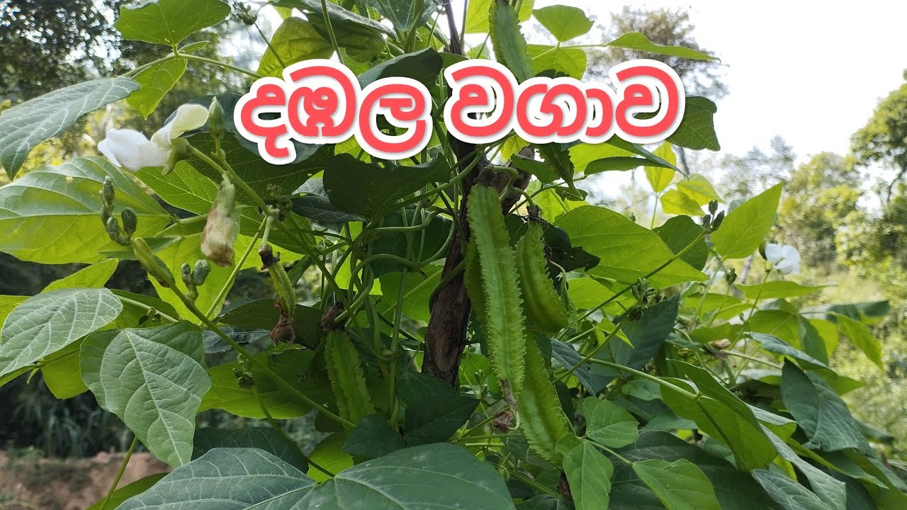 දඹල වගාව (winged bean)