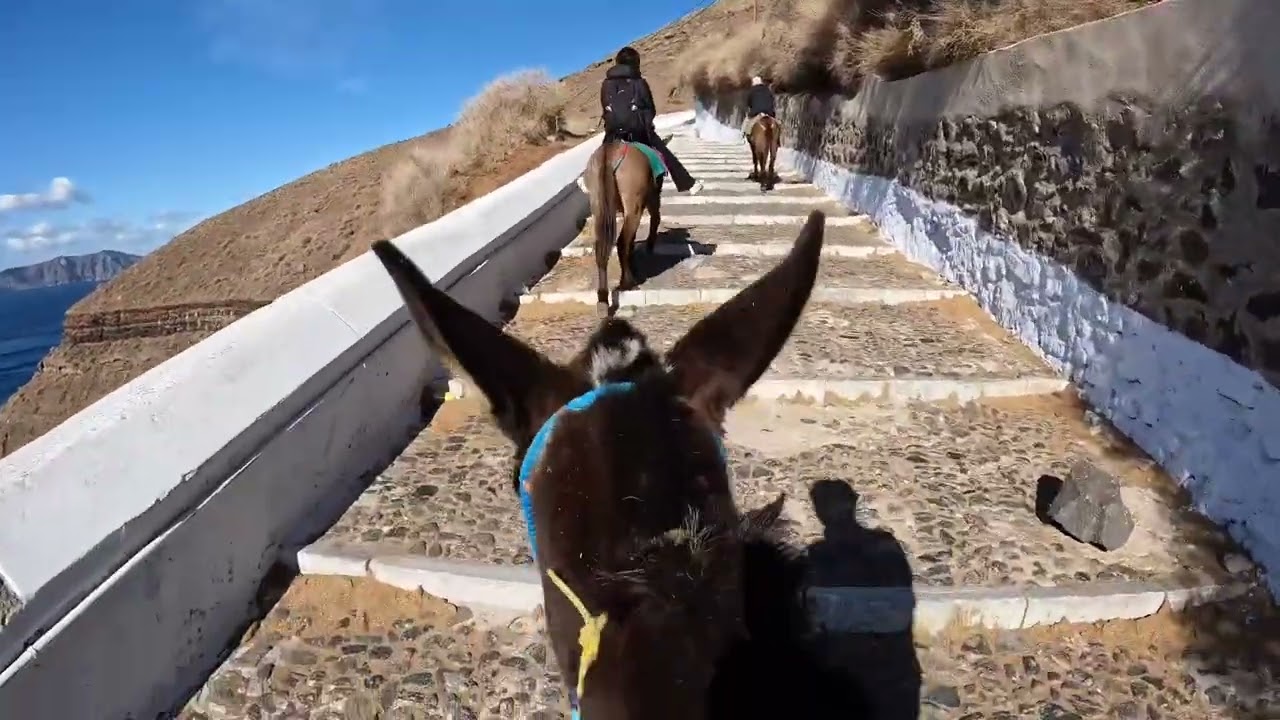 【4kHDRギリシャ🇬🇷】Tira サントリーニ島！フィラでdonkeyRIDE🫏青空と青い海🌊ロバタクシーでティラまで🚕 donkey taxi santrini