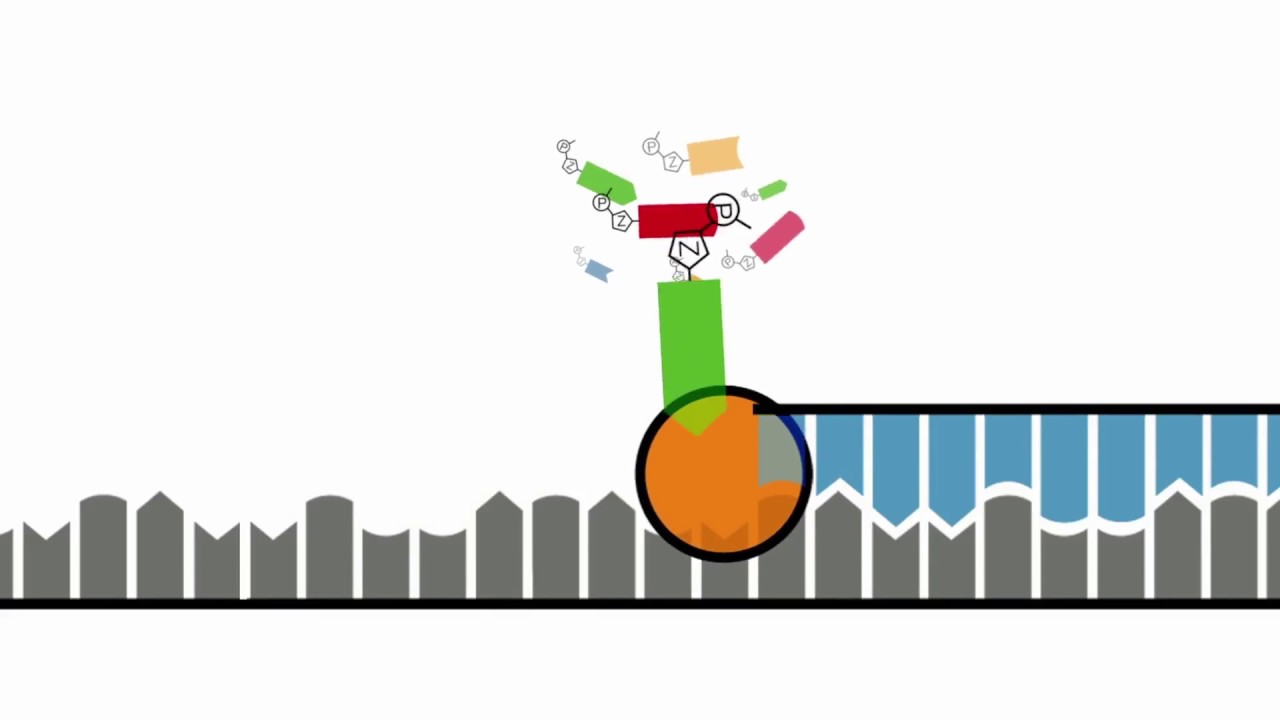 Klassische DNA-Sequenzierung nach Sanger
