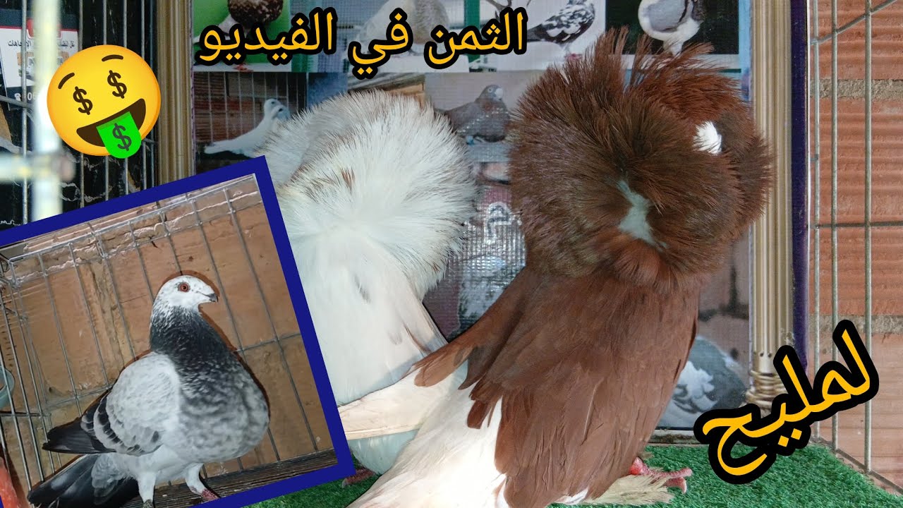 بووم🤩 لمليح حمام الجاكوبين💯 الخينيسي الساكسبي🤑 الثمن في الفيديو 