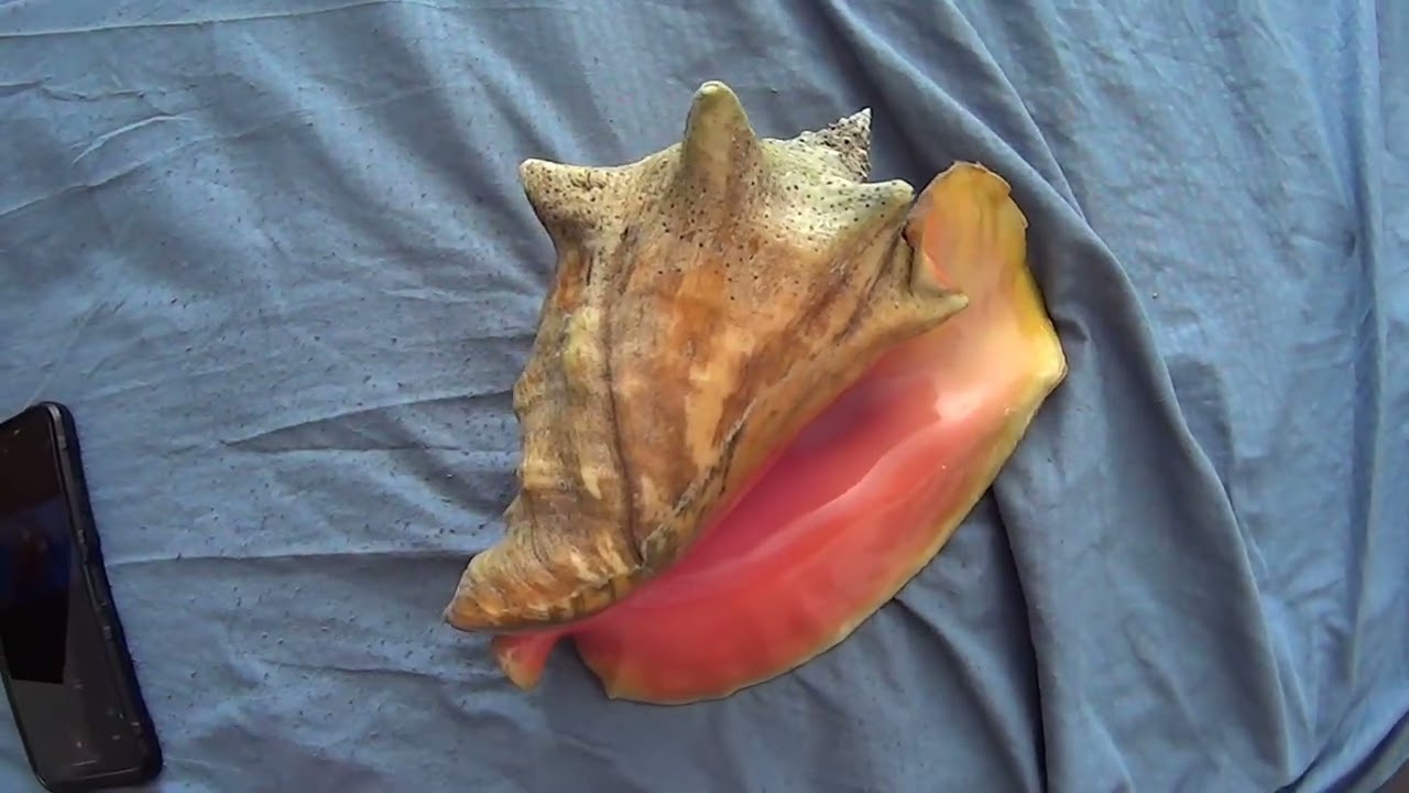 Strombus gigas finding, next to a huge grey nurse shark