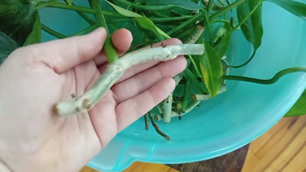 Комнатные растения . цветочные хлопоты 