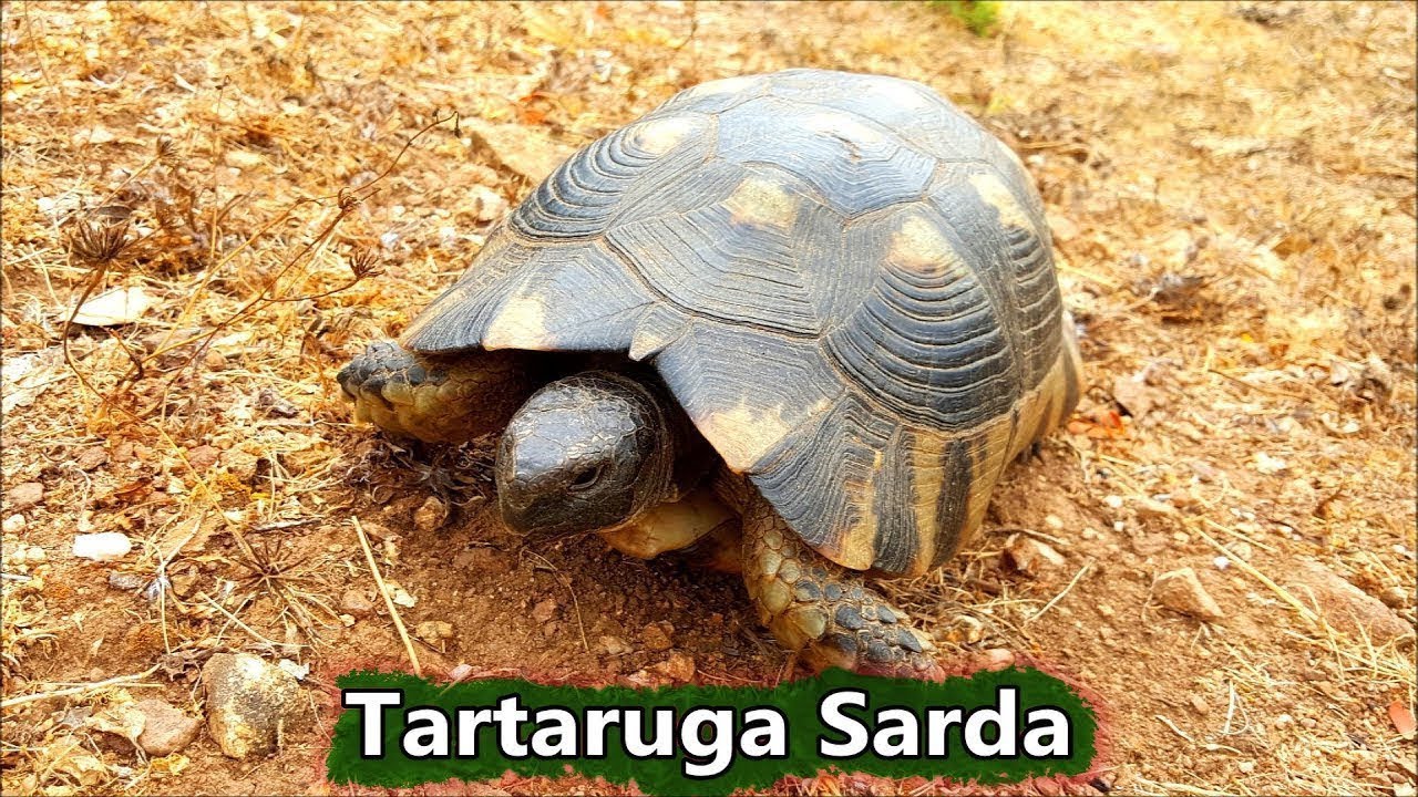 Сардинская черепаха в Питтулонгу ~ 28 июня 2017 года | Животные на Сардинии