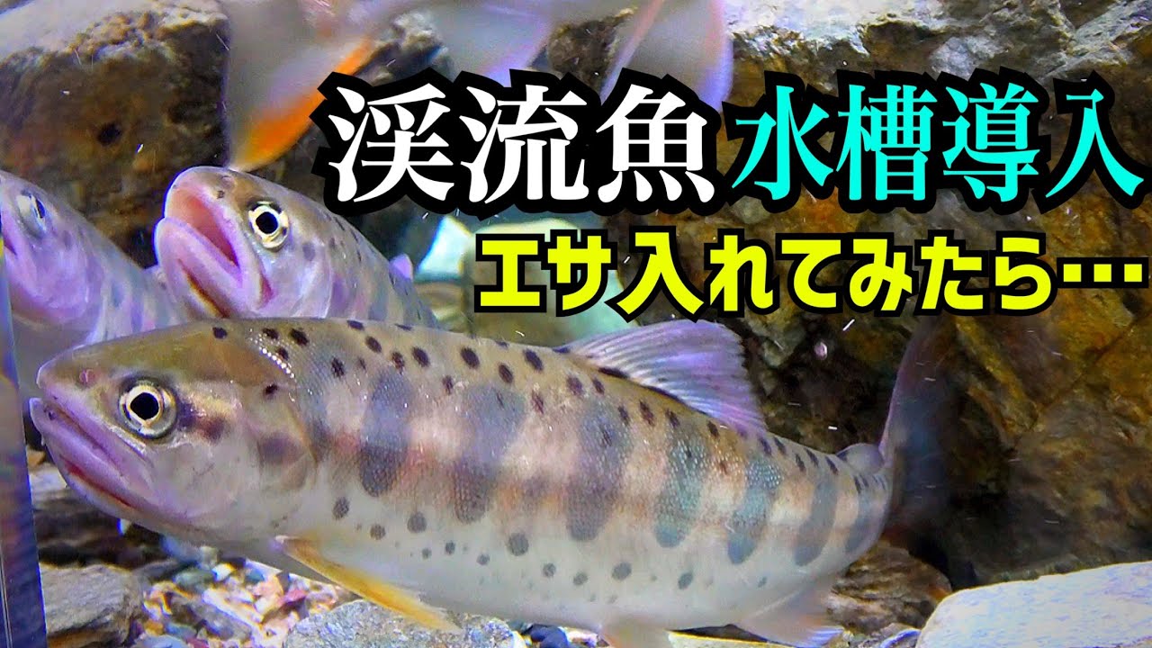 捕獲した渓流魚を水槽導入！エサ入れてみたらまさかの…