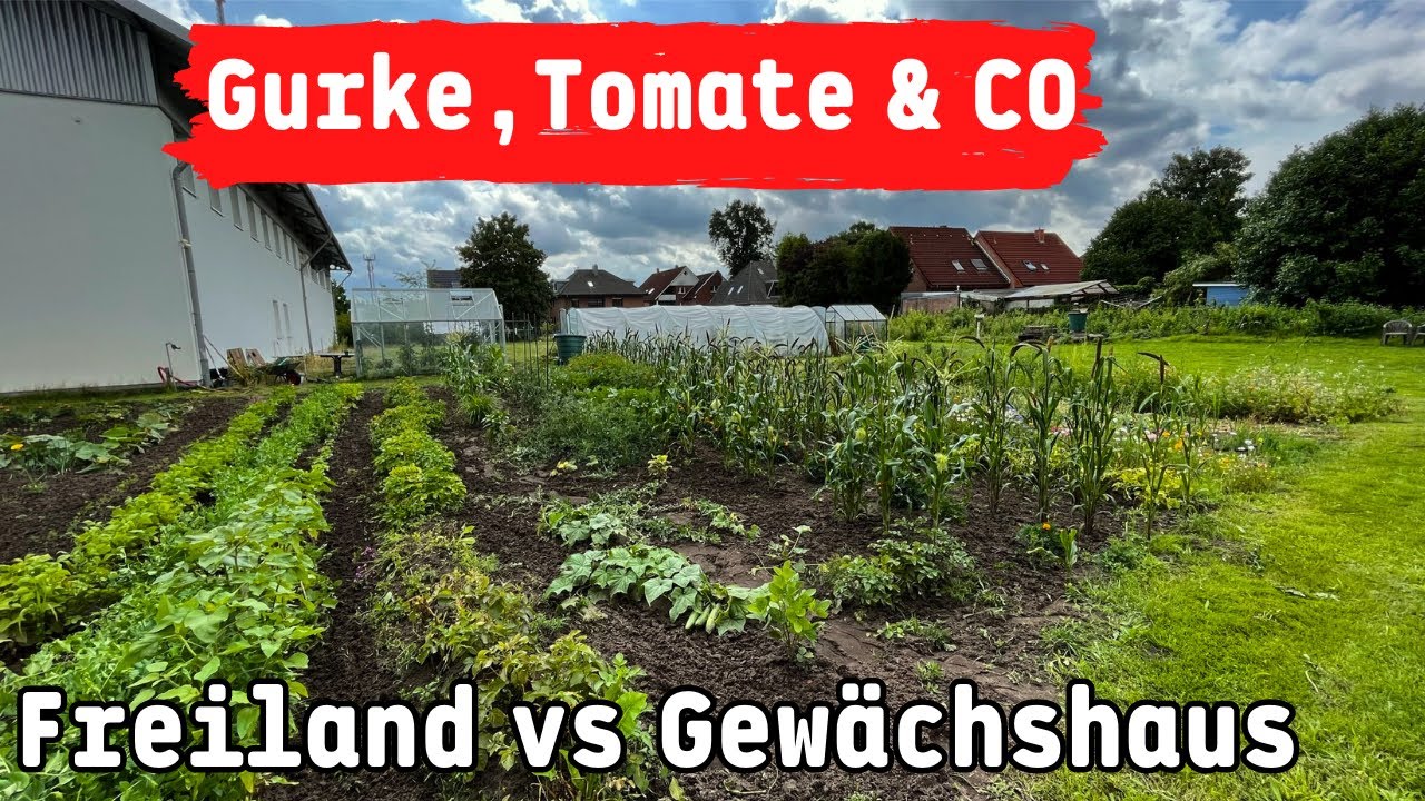 Freiland vs. Gewächshaus - wo wächst was am besten? Paprika, Tomate, Melone & Gurke im Vergleich