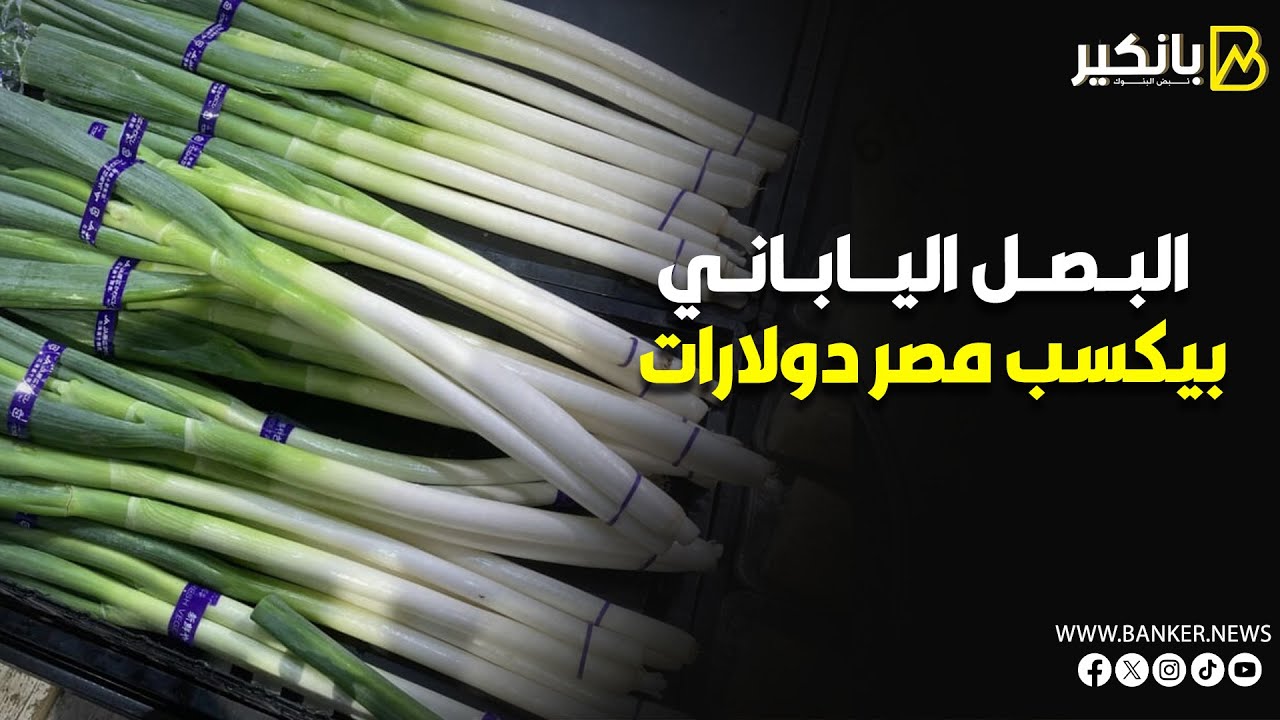 بأقل التكاليف وأعلى الأرباح   كيف أصبح البصل الياباني منجم دولارات جديد في مصر؟