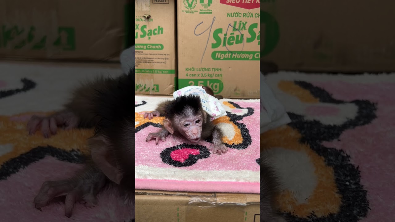 Monee C-r-y #monkey #babymonkey #cute