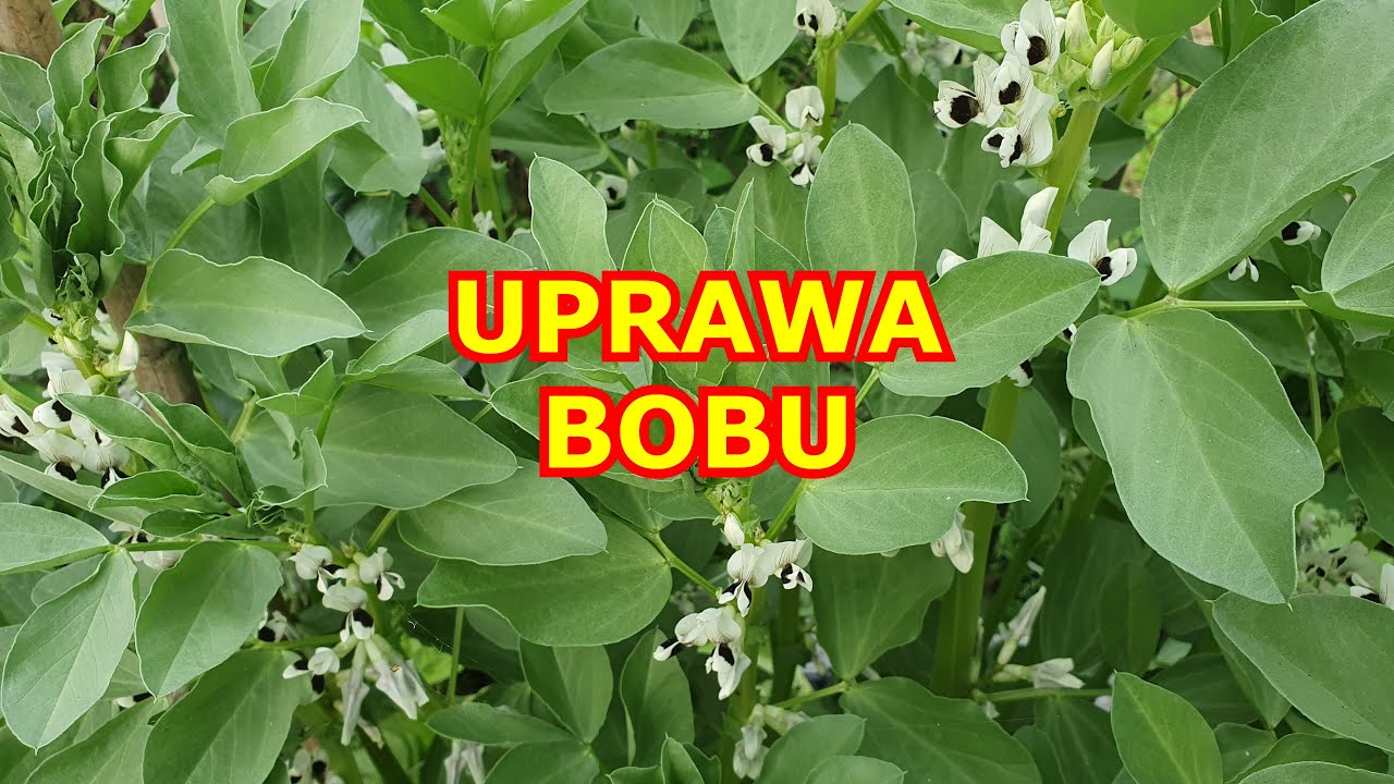 Przebieg uprawy Bobu w Doniczce - Bób uprawa od Siewu do Zbioru - Uprawa Bobu w Donicy