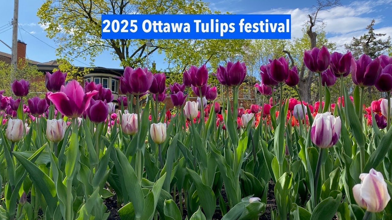 Ottawa Tulips festival 2025 festival des tulipes d'Ottawa