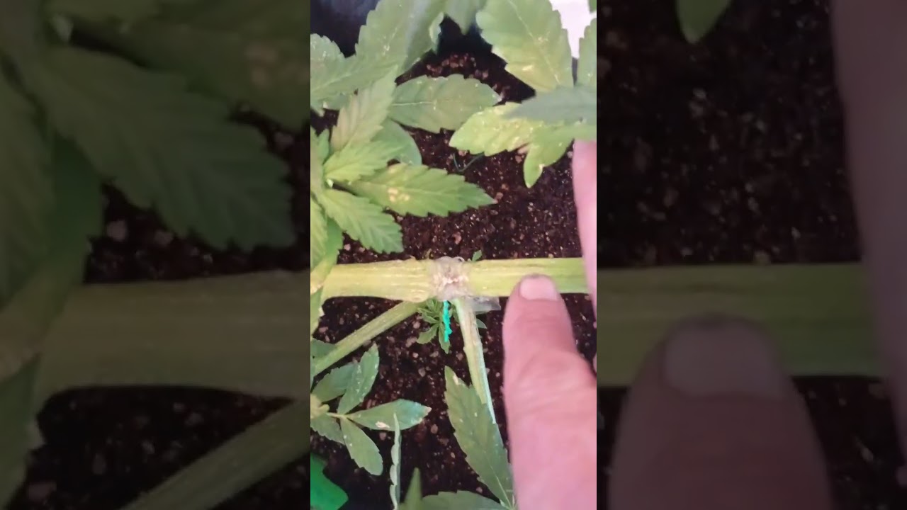 cannabis autofloraison topping