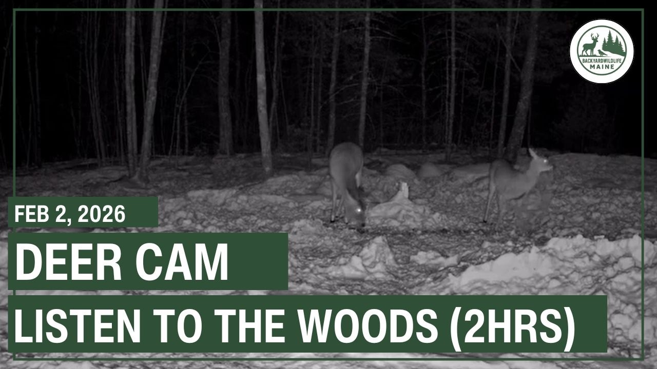 Backyard Wildlife Maine - Live Deer Cam