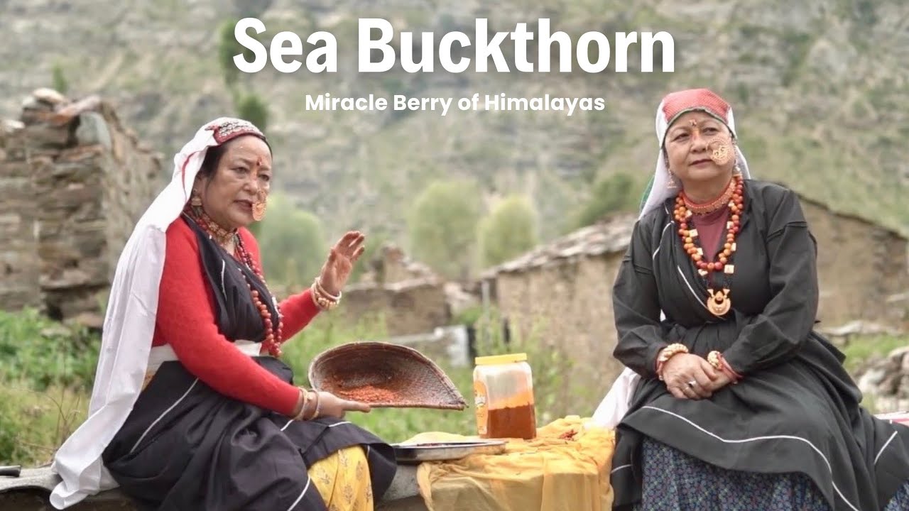 Sea Buckthorn | A Miracle Berry of The Himalayas