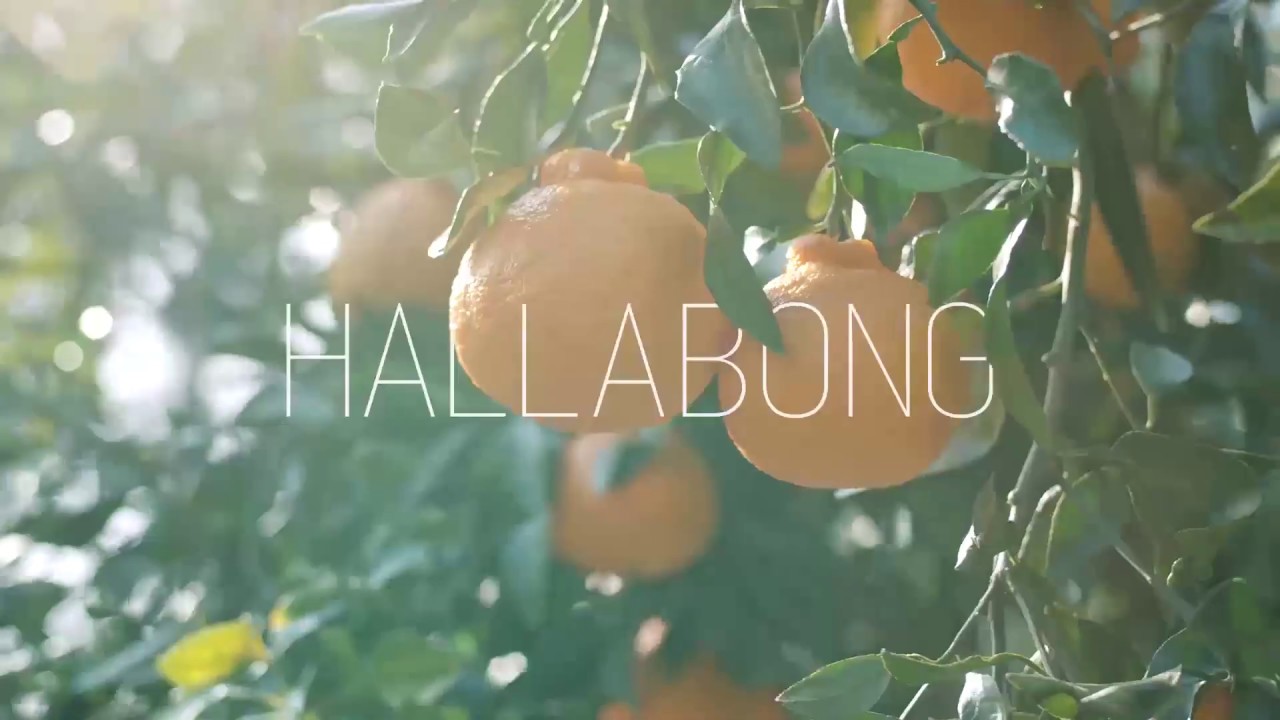 Jeju Hallabong