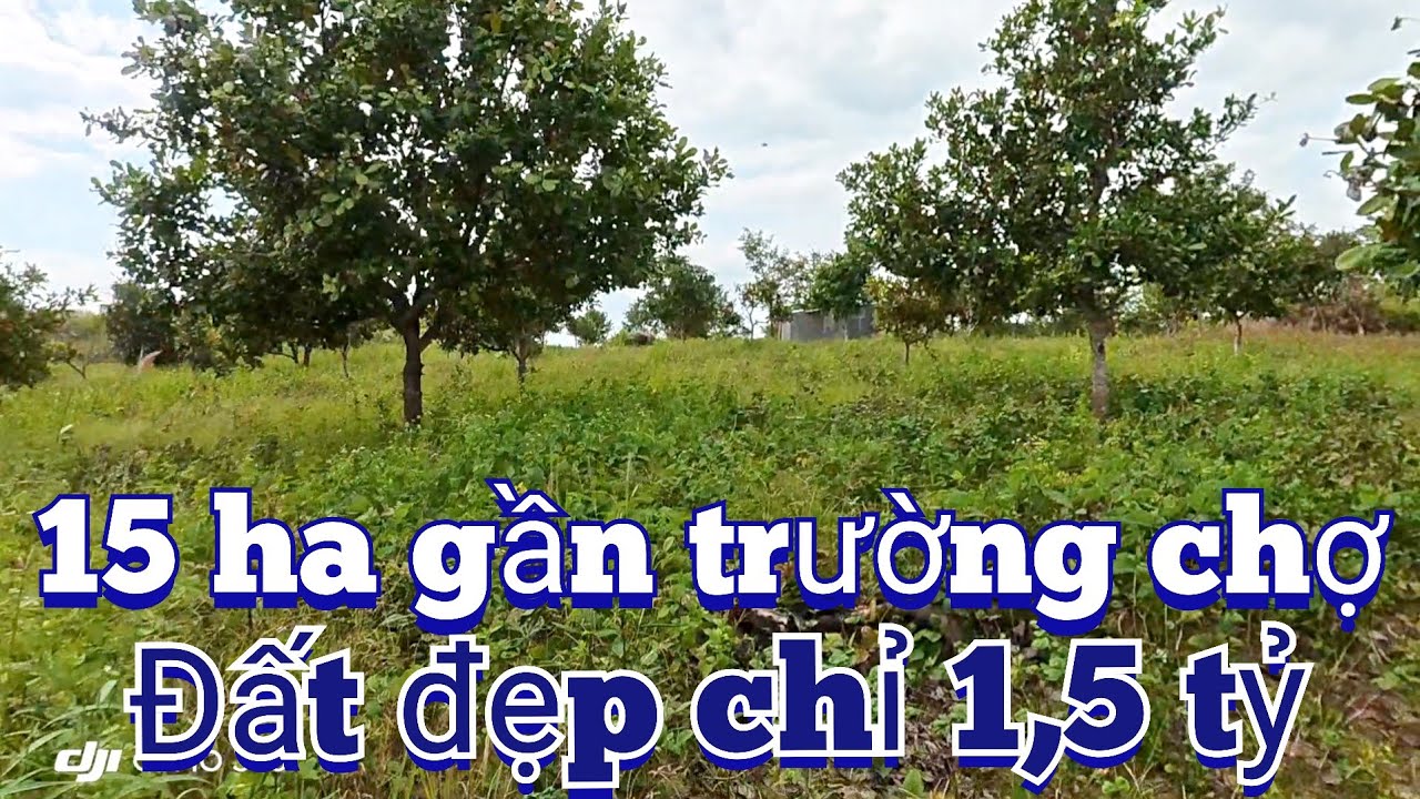 Chỉ 1,5 tỷ sở hữu ngay 15 ha đất đen gần trường chợ trung tâm cách đường bê tông 1 km ô tô tận nơi