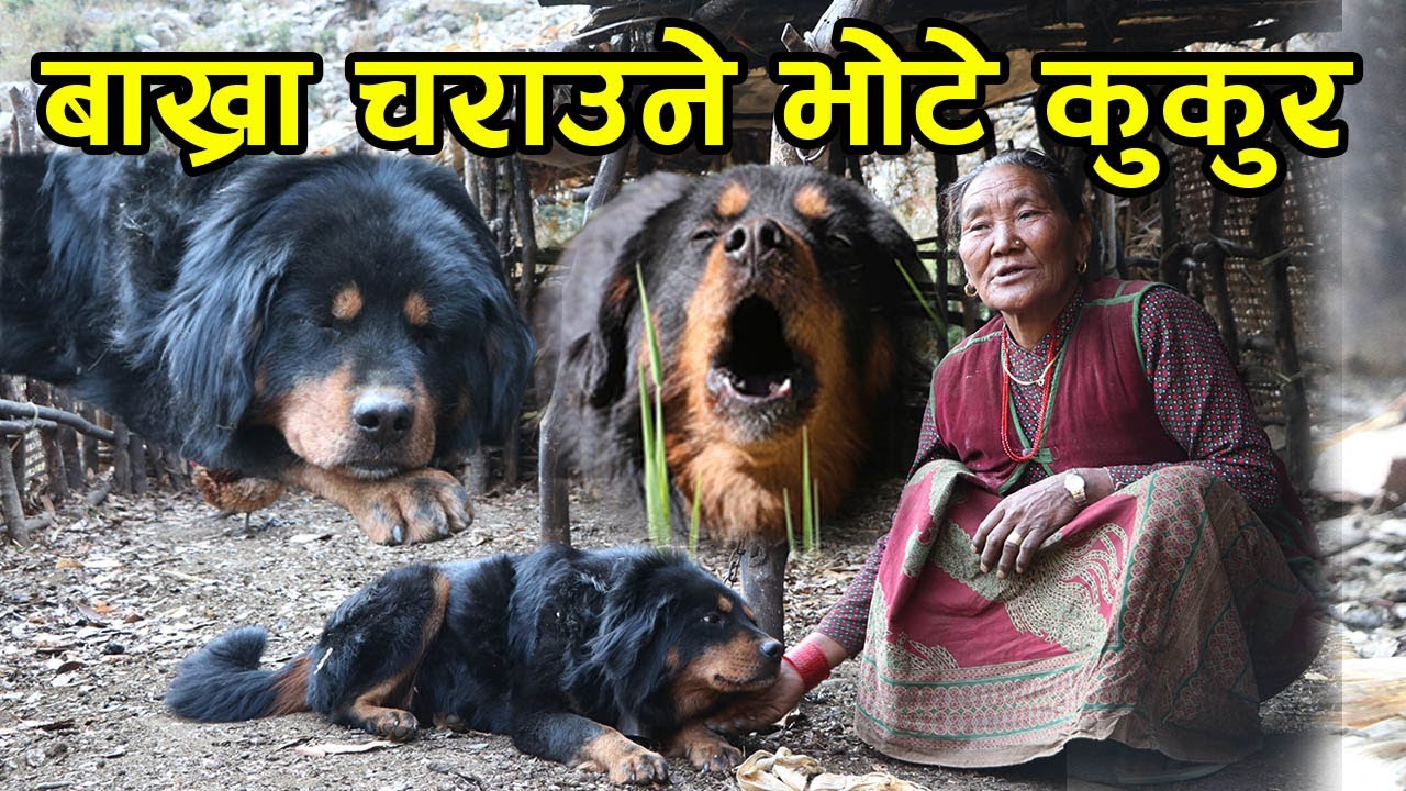 डरलाग्दो जंगलमा एक्लै बाख्रा चराउने भोटे कुकुर ! बुढी आमाको साथी पनि, हसाँइन् आमाले │Nepal Chitra
