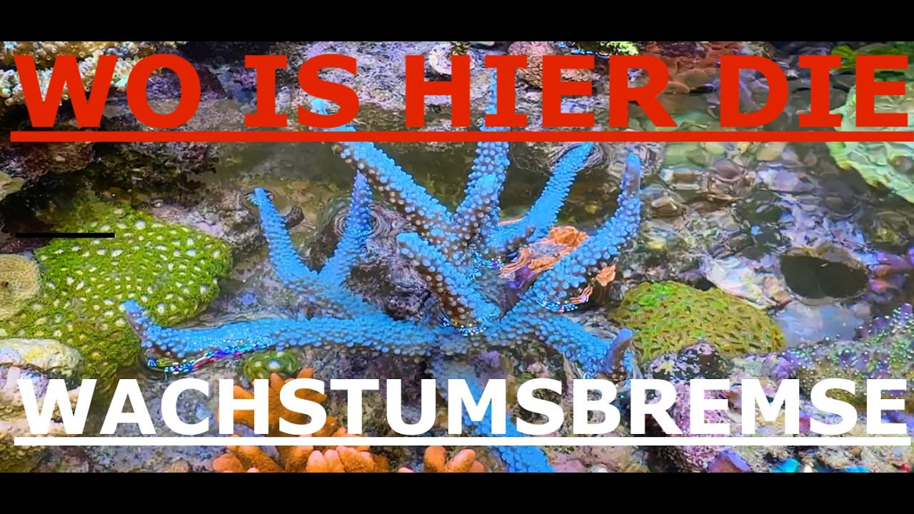 Meerwasseraquarium  Ich habe eine Wachstumsbremse aber wo is die den?