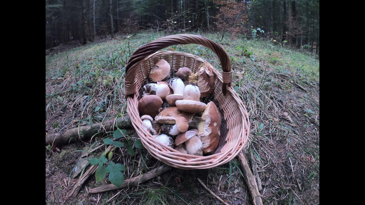grzyby 2020 Czy to ostatnie borowiki? mushrooms грибы fungi Beskid Niski