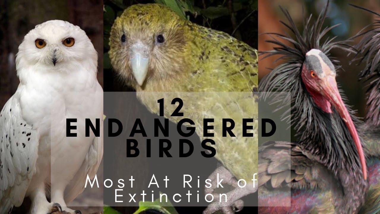 The 12 Endangered Birds Most At Risk of Extinction - Learning Video