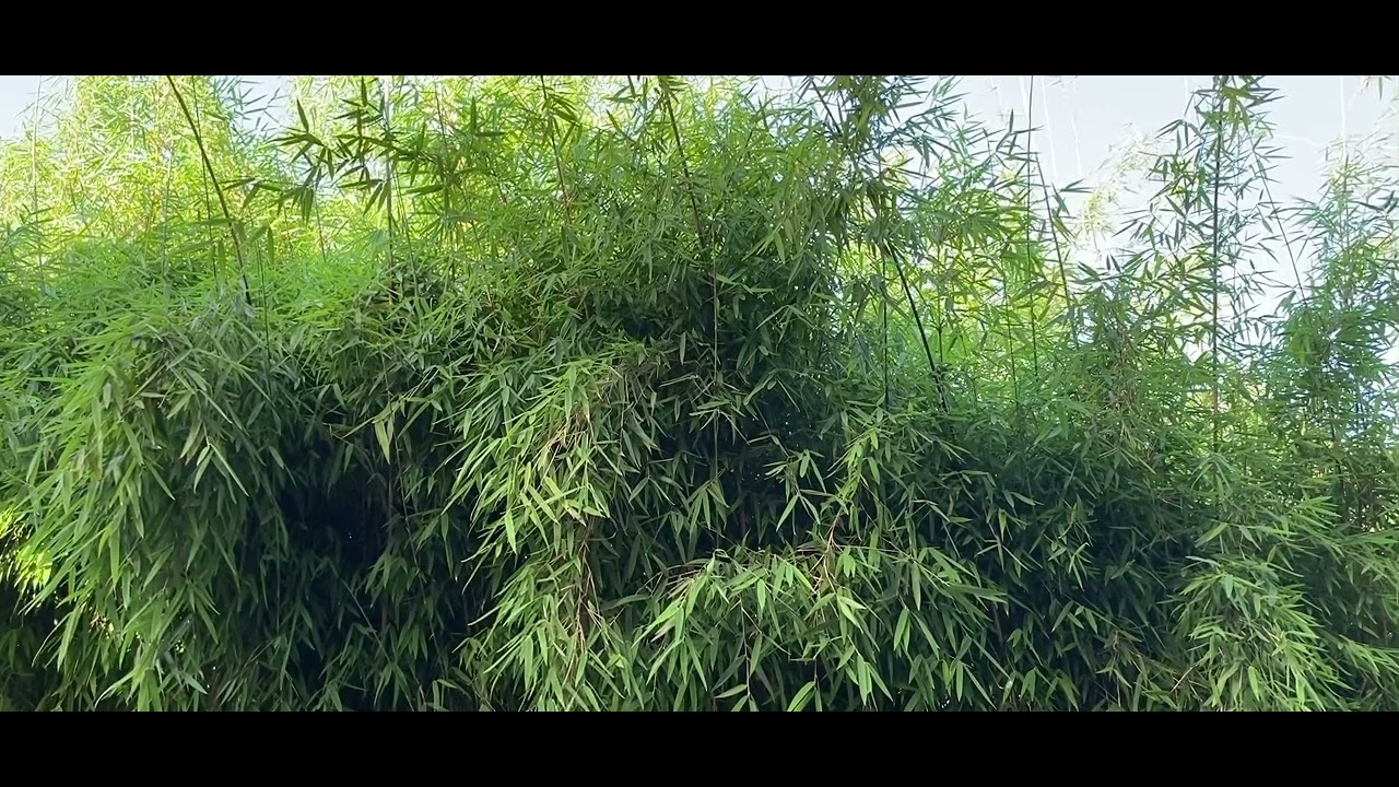 Aus: Zwischenleben - von Shirley MacLane