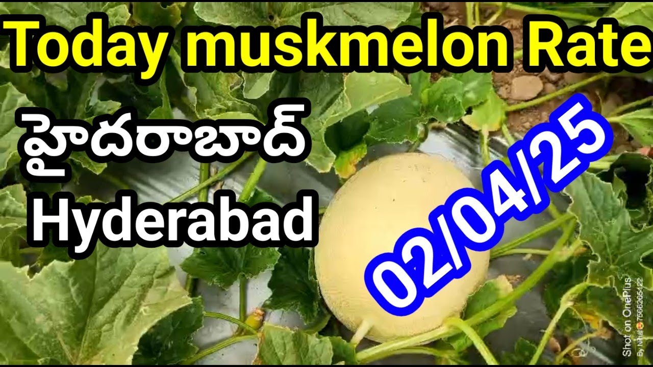 2 April 2025|| today mascommelon rate Hyderabad | Hyderabad musumelon rate| mausmelon top rate today
