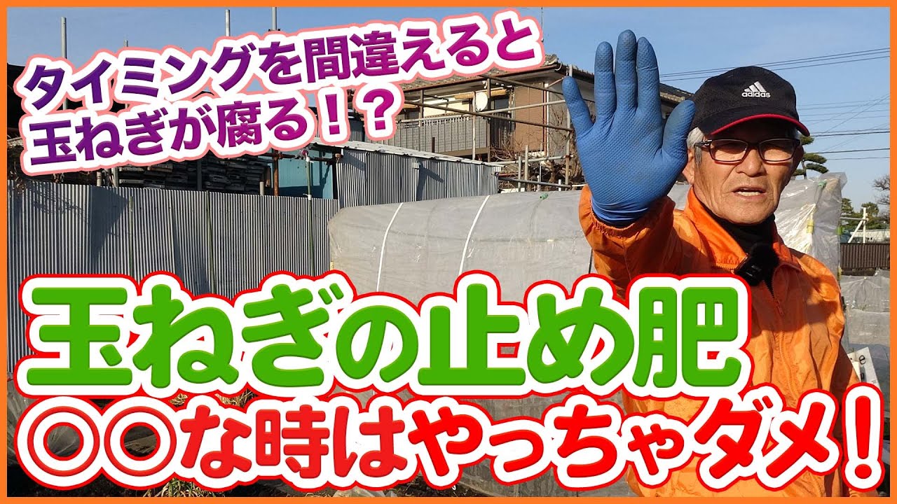 家庭菜園や農園の玉ねぎ栽培はタイミングを間違えると腐る！？玉ねぎの止め肥について解説！【農園ライフ】Tips for stopping fertilizer for onion cultivation