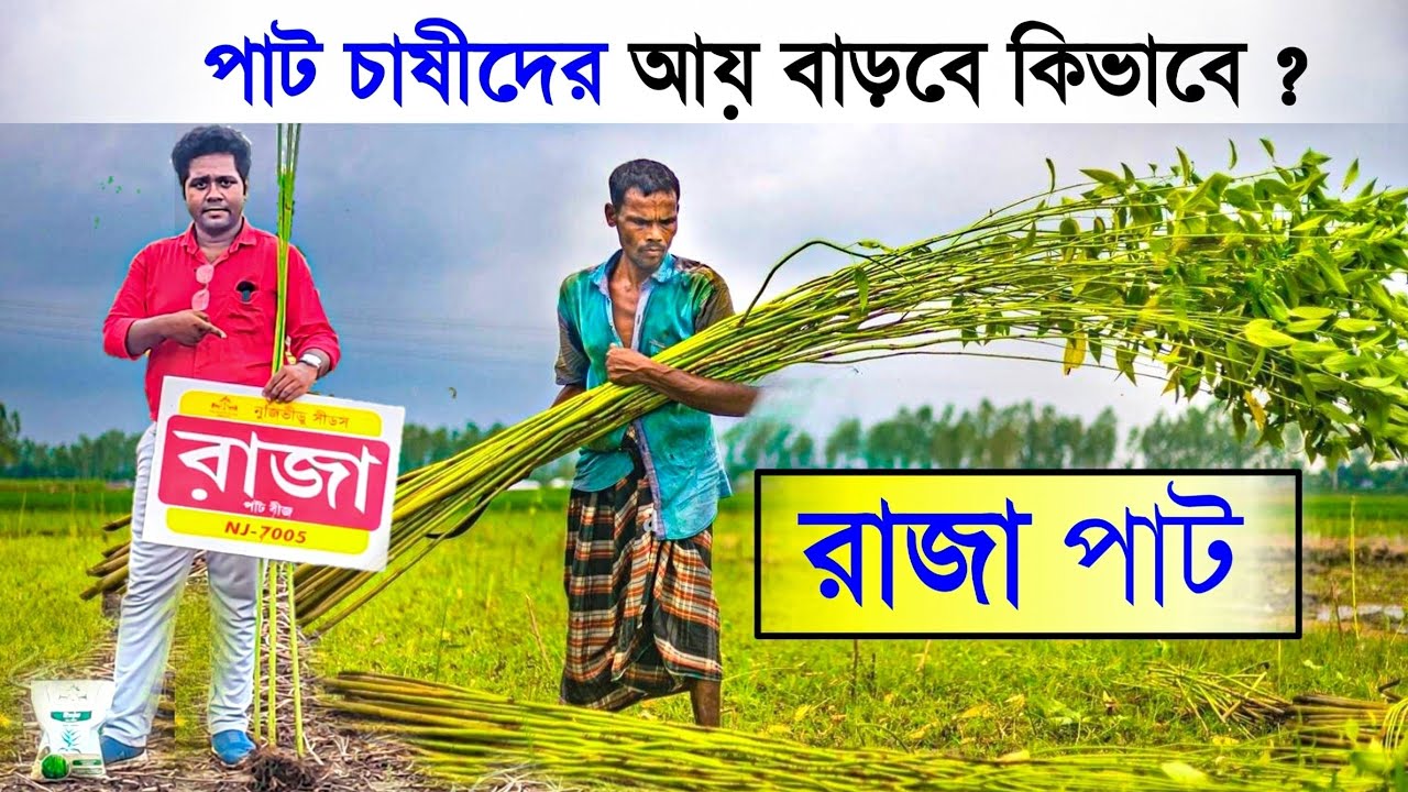 পশ্চিমবঙ্গে পাট চাষীদের আয় বাড়বে কিভাবে 😱 | Raja Jute Seeds | Raja Pat | agriculture diary