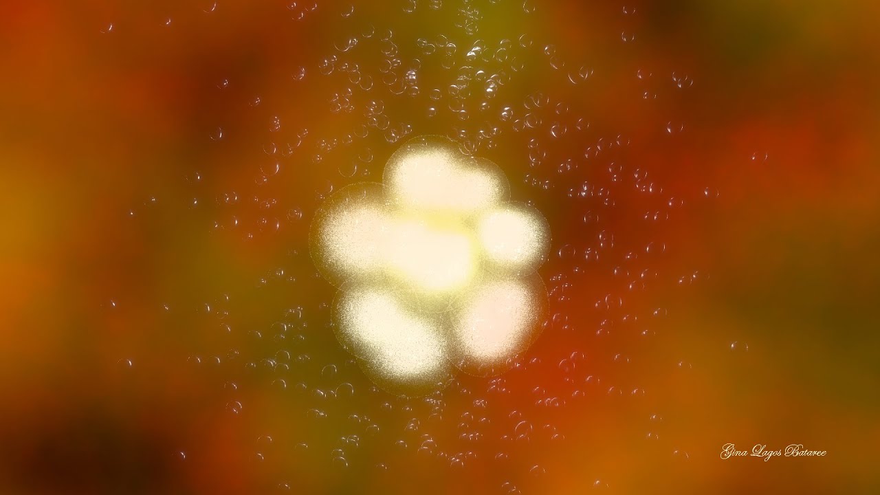 EMBRIOGÉNESIS 3D / Semana 1 / 3d Animation