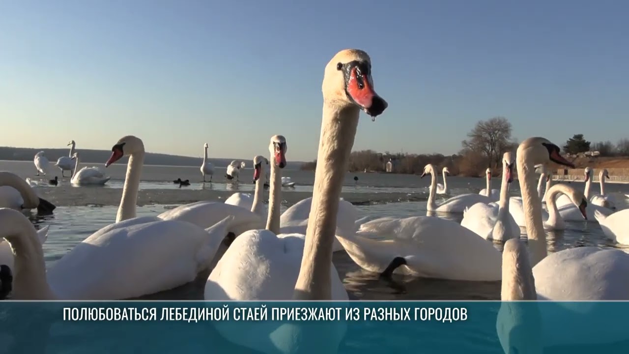 Стая лебедей поселилась у Дубоссарской ГЭС