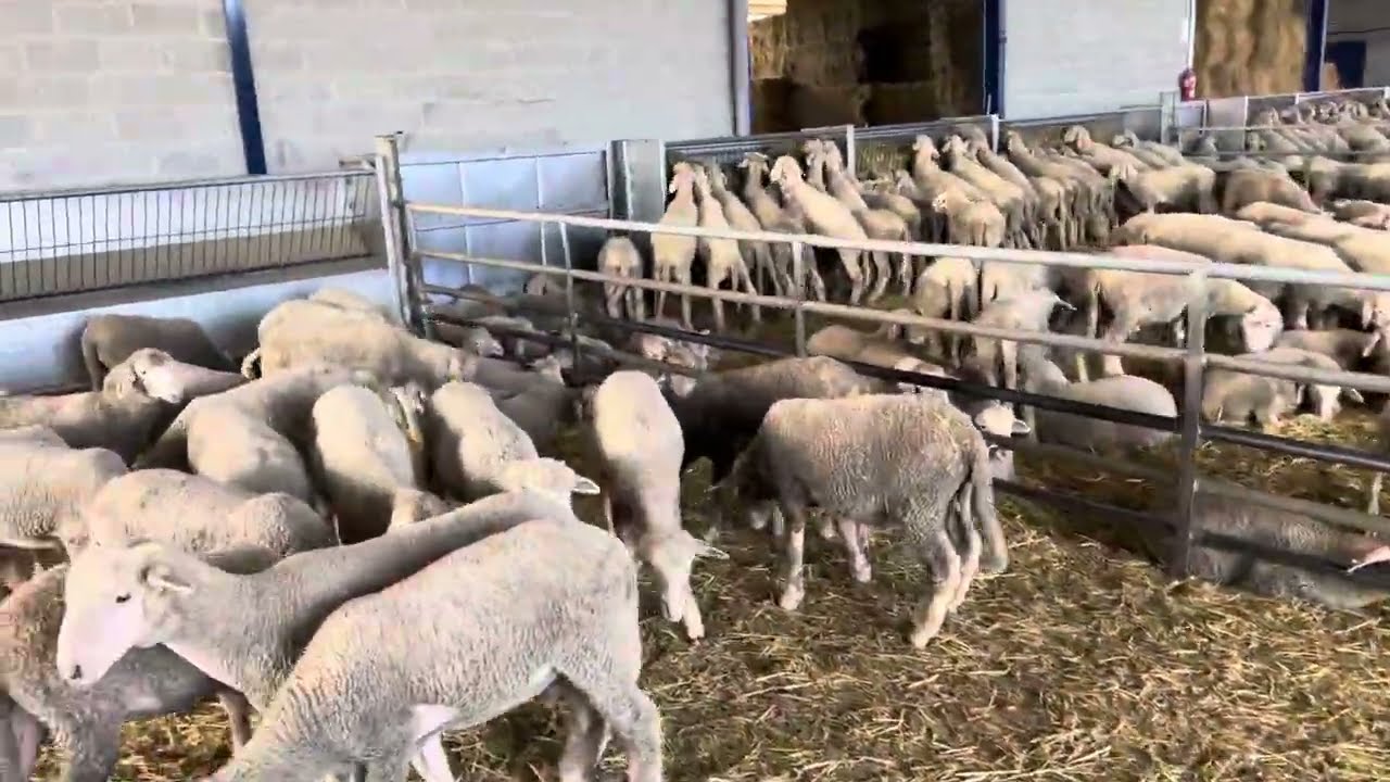 Las 50 Espectaculares Hembras Seleccionadas Para Las Ferias de Primavera 2024.