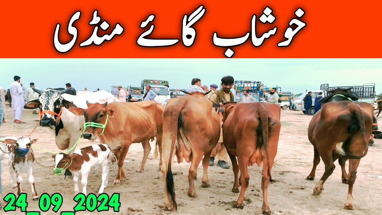 Khushab Cow Mandi | Australian Friesian Cholistani Cross Cow || Mandi Star