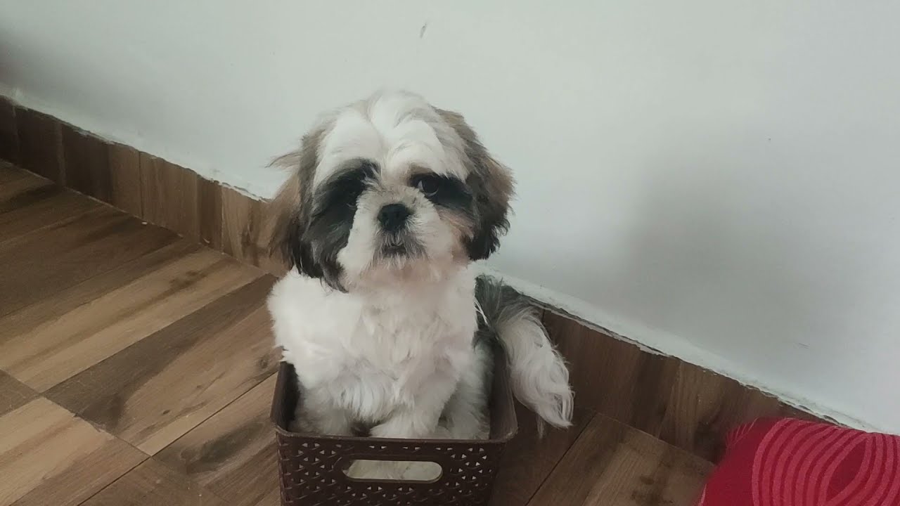 SHIRO wants to participate in Singing Competition || Funny Video