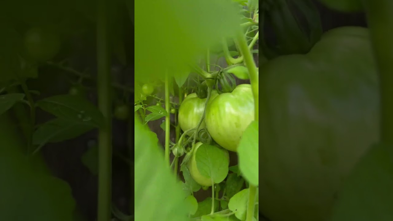 mid season 2023&hellip; #curranttomato #eggplant #sungoldtomato #Garden #Njgarden