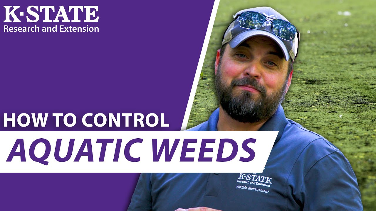 How to remove plants like coontail, cattails, and duckweed! | K-State Research and Extension Guides