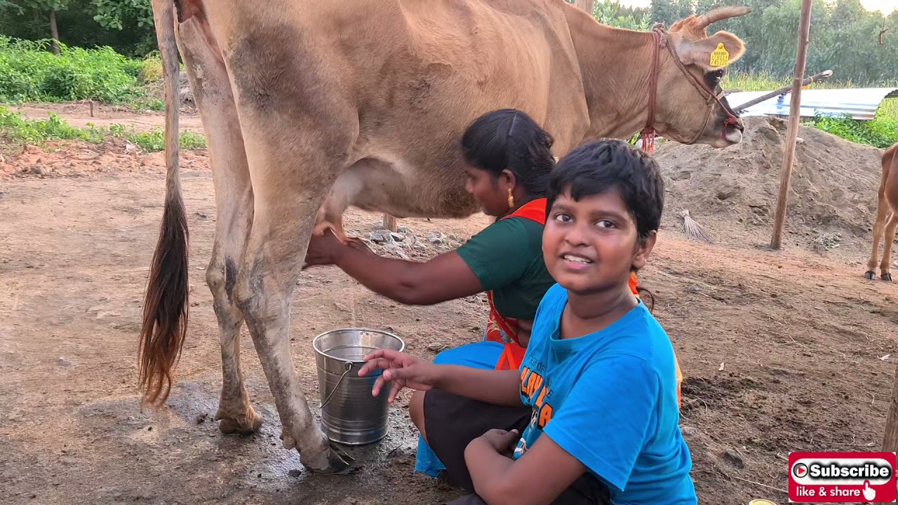 பால் கறப்பது எப்படி II organic milk II மெல்வின் & மிச்சு