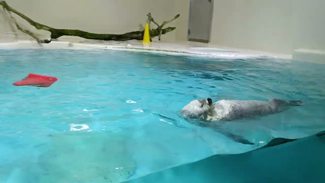 鳥羽水族館のメイとキラ